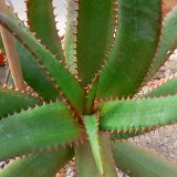 Aloe rupestris PR ex Lavranos, RSA ©JLcoll.353.JPG